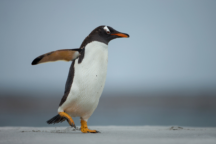 image of a penguin demonstrating walking on ice