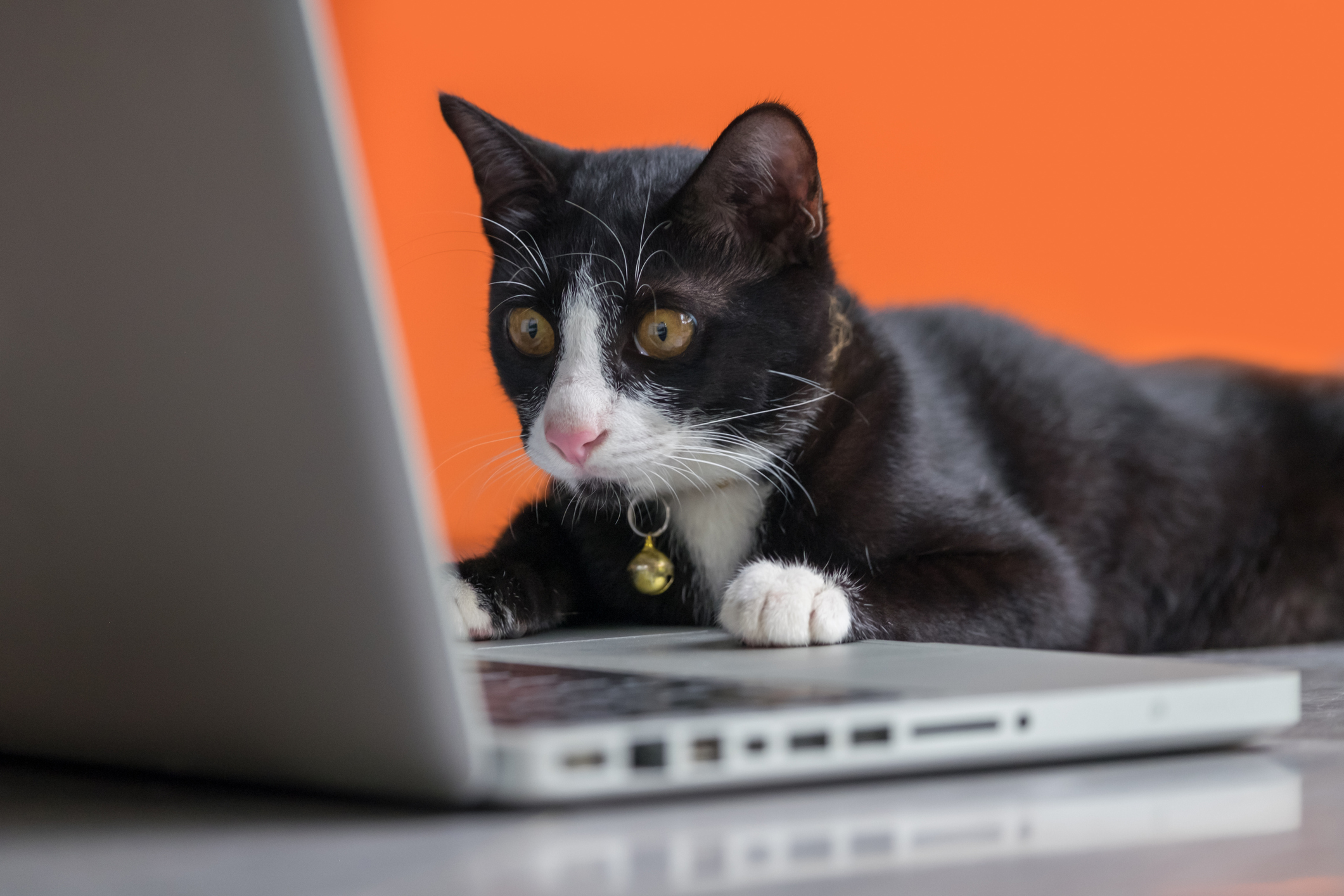 3 кота работают. Кошка и компьютер. Кот за компом. Кошка с ноутбуком. Кот работает.
